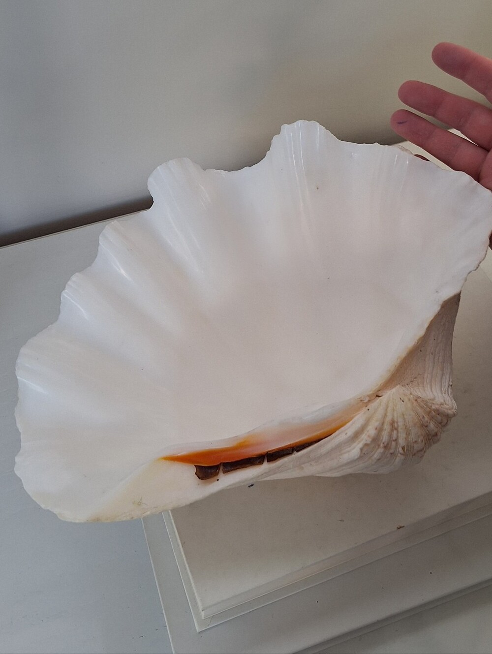 Giant Clam Shell real seashell sea Nautical extra large Vintage ~ 12"